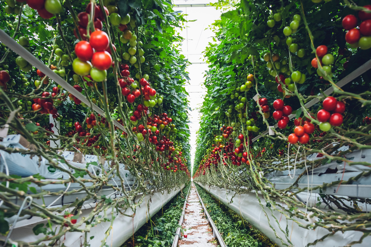 Vertical Farming