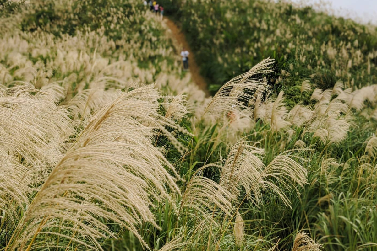 Miscanthus