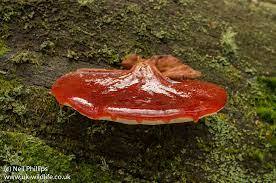 Steak from fungi