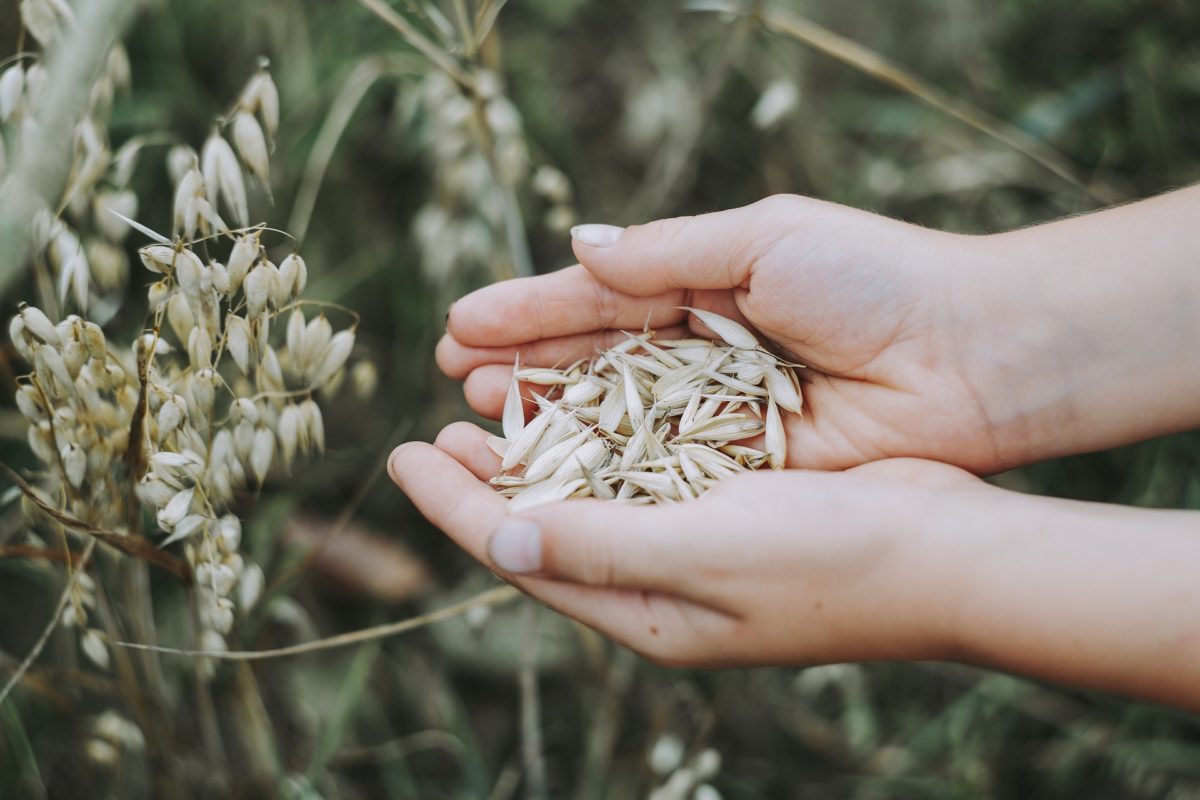 Oat Testing