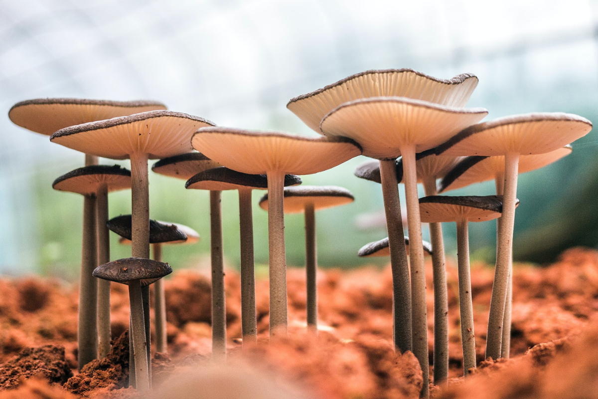 mushroom tech