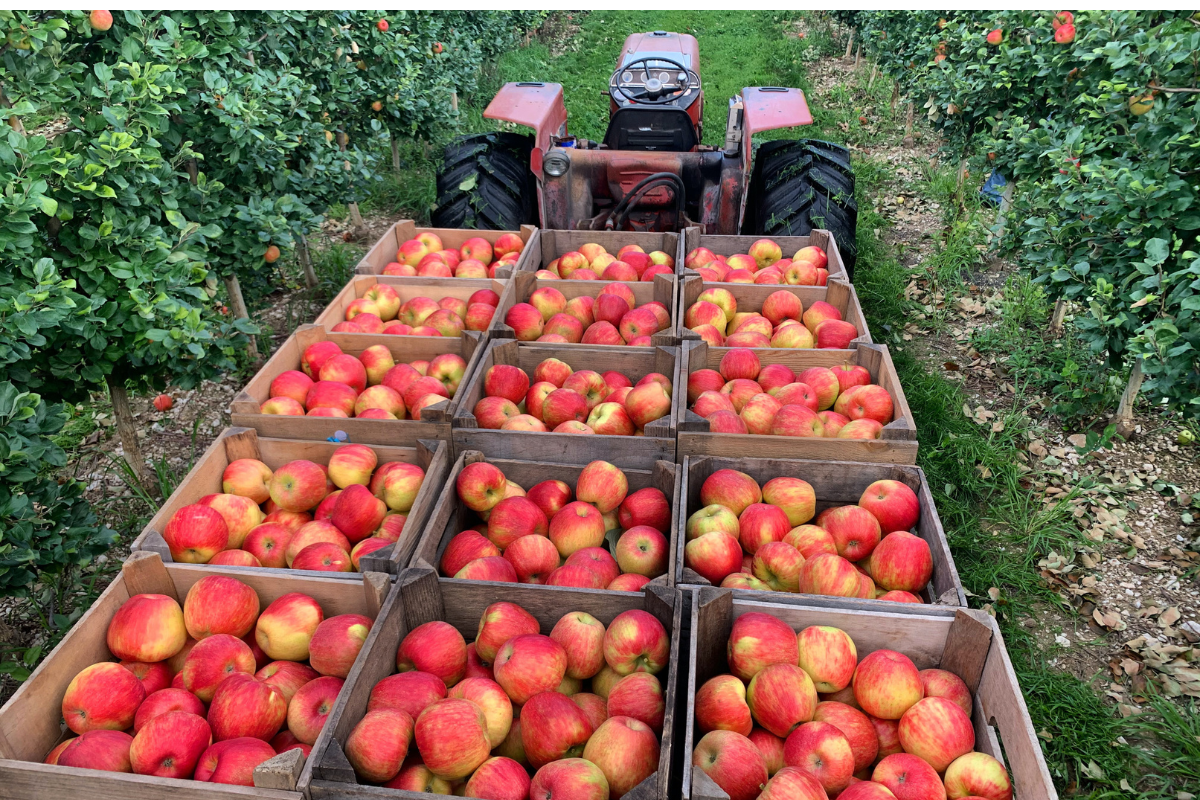 Apple orchard