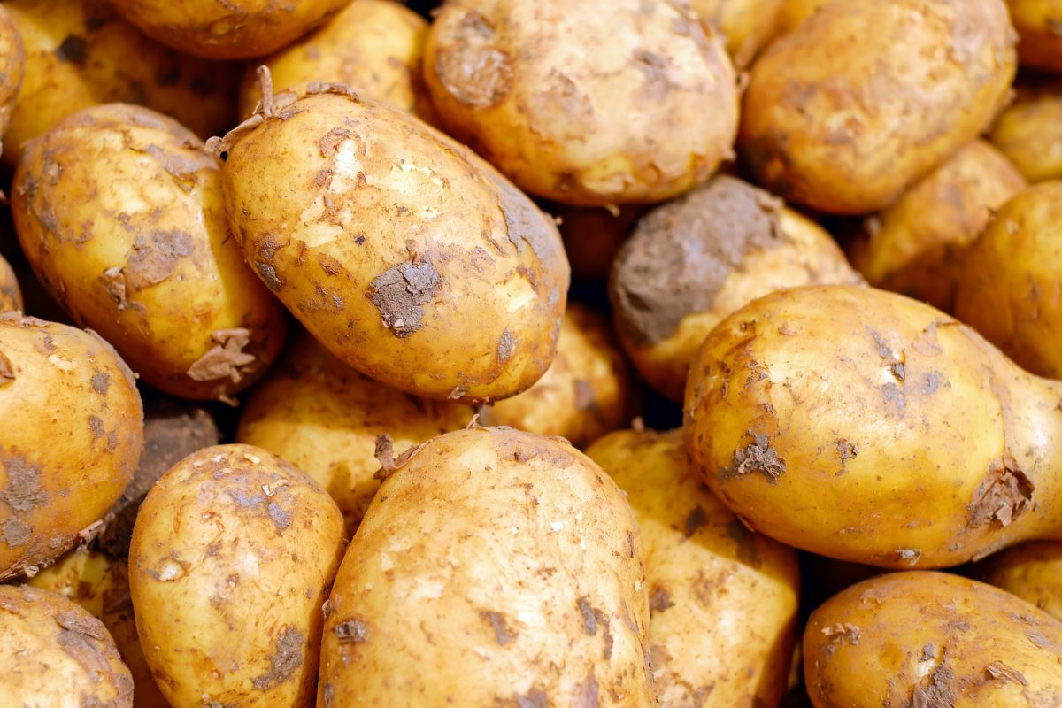 Potato Washing Food Industry