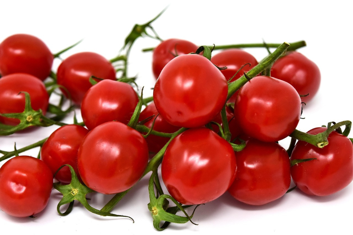 AutoTom: £3m Government-Backed Push to Rebuild Britain’s Tomato ...